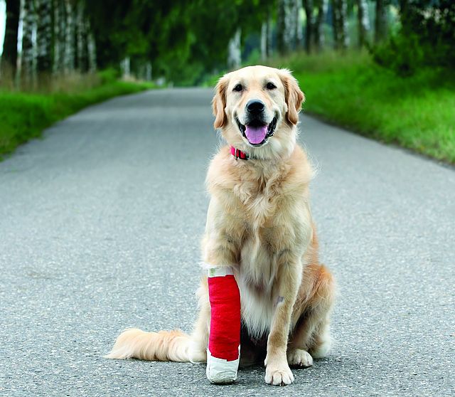 Hund mit Verband an seiner rechten Pfote.
